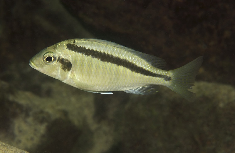 Mylochromis mollis 'Thumbi West Island'